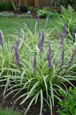 Liriope muscari 'Silvery Sunproof' Mörk druvlilja i kruka Liriope muscari 'Silvery Sunproof'