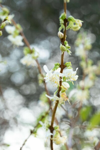 Lonicera fragrantissima