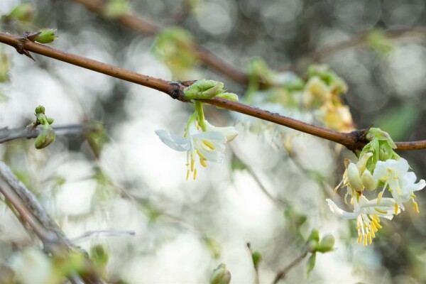 Lonicera fragrantissima buske