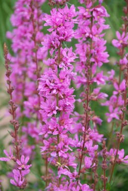 Lythrum salicaria 'Robert' Fackelblomster i kruka Lythrum salicaria 'Robert'
