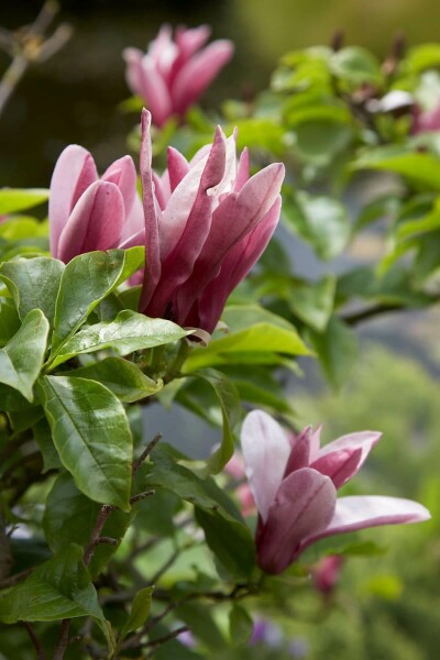 Magnolia 'Susan' buske