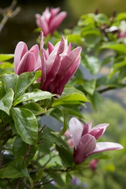 Magnolia 'Susan' C3 40-50