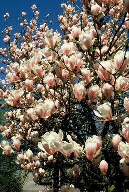 Magnolia soulangeana Praktmagnolia i kruka Magnolia soulangeana buske