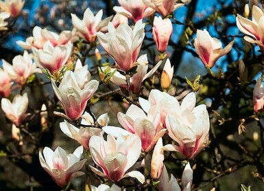 Magnolia soulangeana Praktmagnolia i kruka Magnolia soulangeana buske