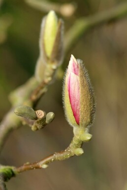 Magnolia × soulangeana C5 50-80