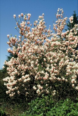 Magnolia × soulangeana C5 50-80