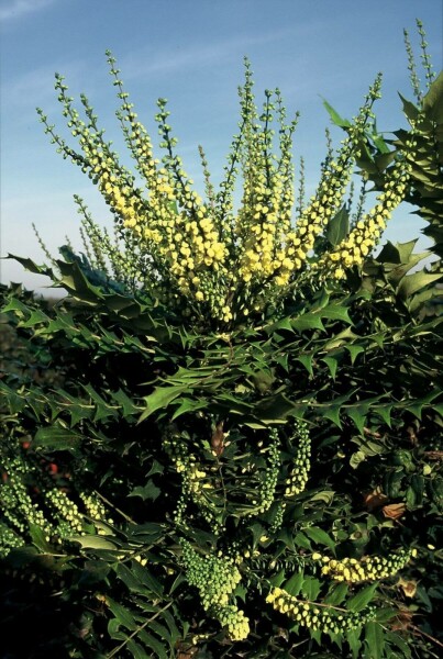 Mahonia media 'Winter Sun' buske