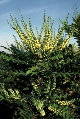 Mahonia media 'Winter Sun' Vintermahonia i kruka Mahonia media 'Winter Sun' buske