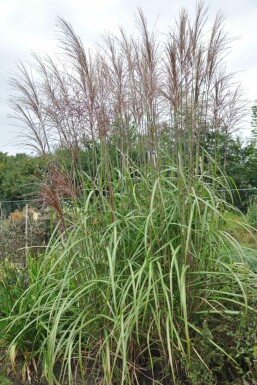 Miscanthus sinensis 'Malepartus' Glansmiskantus i kruka Miscanthus sinensis 'Malepartus'