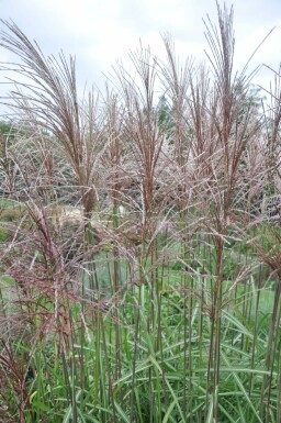 Miscanthus sinensis 'Malepartus' Glansmiskantus i kruka Miscanthus sinensis 'Malepartus'