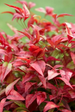 Nandina domestica 'Firepower' Nandina i kruka Nandina domestica 'Firepower' buske