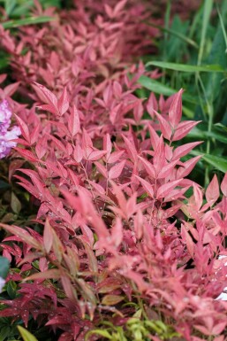 Nandina domestica 'Obsessed' Nandina i kruka Nandina domestica 'Obsessed' buske
