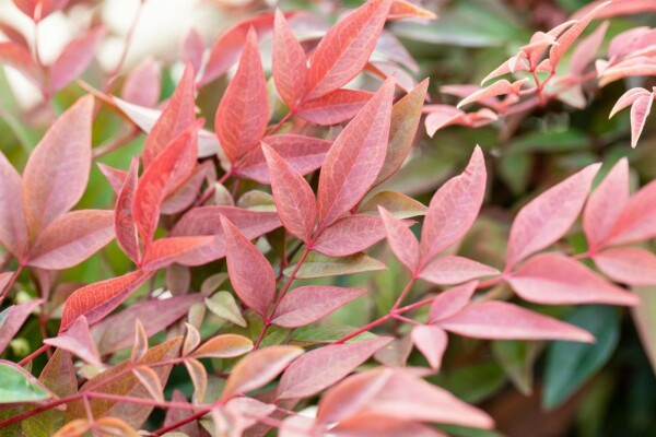 Nandina domestica 'Obsessed' buske