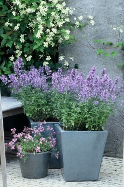 Nepeta × faassenii 'Walker's Low' Kantnepeta i kruka Nepeta × faassenii 'Walker's Low'