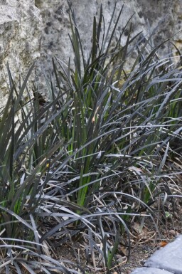 Ophiopogon planiscapus 'Niger' Mörkt ormskägg i kruka Ophiopogon planiscapus 'Niger'