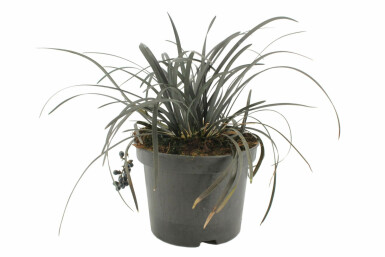 Ophiopogon planiscapus 'Niger' Mörkt ormskägg i kruka Ophiopogon planiscapus 'Niger'