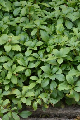 Pachysandra terminalis Skugg-gröna i kruka Pachysandra terminalis
