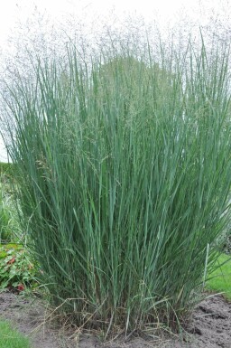 Panicum virgatum 'Heavy Metal' Jungfruhirs i kruka Panicum virgatum 'Heavy Metal'