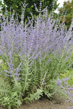Perovskia atriplicifolia 'Blue Spire' Afghanperovskia i kruka Perovskia atriplicifolia 'Blue Spire'