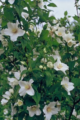 Philadelphus 'Belle Etoile' Schersminer i kruka Philadelphus 'Belle Etoile' buske
