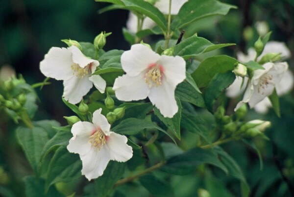 Philadelphus 'Belle Etoile' buske