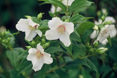 Philadelphus 'Belle Etoile' Schersminer i kruka Philadelphus 'Belle Etoile' buske