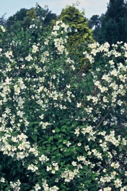 Philadelphus 'Belle Etoile' C7,5 80-100