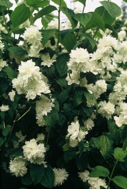 Philadelphus 'Virginal' Schersminer i kruka Philadelphus 'Virginal' buske