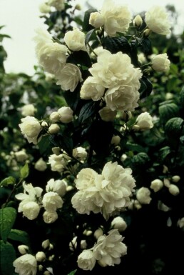 Philadelphus 'Virginal' C3 60-80