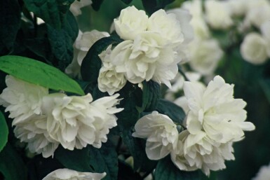 Philadelphus 'Virginal' C3 60-80