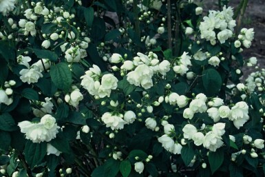 Philadelphus 'Virginal' C3 60-80