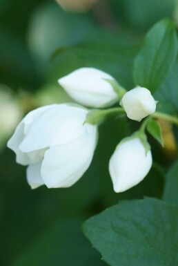 Philadelphus 'Virginal' C3 60-80
