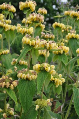 Phlomis russeliana Gul lejonsvans i kruka Phlomis russeliana
