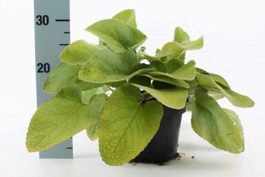 Phlomis russeliana Gul lejonsvans i kruka Phlomis russeliana