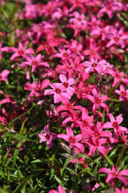 Phlox subulata 'Atropurpurea' Mossflox i kruka Phlox subulata 'Atropurpurea'
