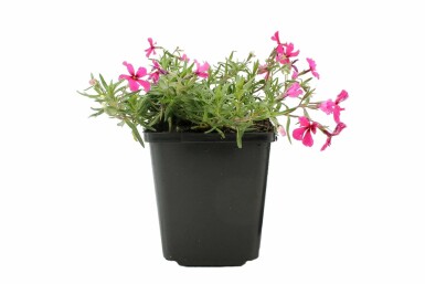 Phlox subulata 'Atropurpurea' Mossflox i kruka Phlox subulata 'Atropurpurea'