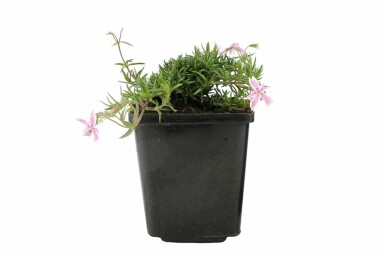 Phlox subulata 'Candy Stripes' Mossflox i kruka Phlox subulata 'Candy Stripes'