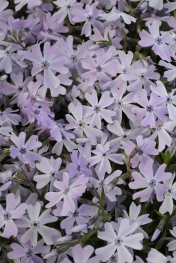 Phlox subulata 'Emerald Cushion Blue' Mossflox i kruka Phlox subulata 'Emerald Cushion Blue'