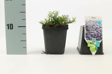 Phlox subulata 'Emerald Cushion Blue' Mossflox i kruka Phlox subulata 'Emerald Cushion Blue'