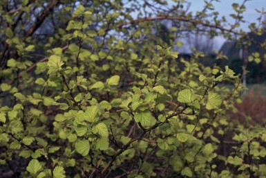 Physocarpus opulifolius 'Dart's Gold' C2 30-40