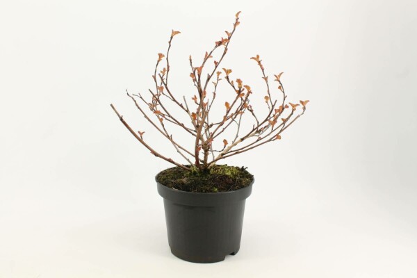 Physocarpus opulifolius 'Diabolo' buske