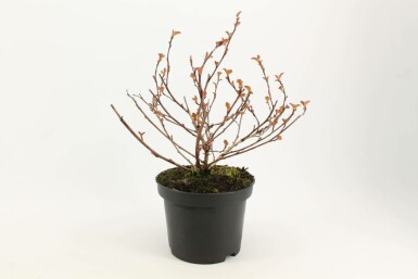 Physocarpus opulifolius 'Diabolo' Smällspirea i kruka Physocarpus opulifolius 'Diabolo' buske