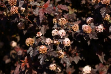 Physocarpus opulifolius 'Lady in Red' Smällspirea i kruka Physocarpus opulifolius 'Lady in Red' buske