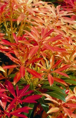 Pieris 'Forest Flame' Buskroslingar i kruka Pieris 'Forest Flame' buske