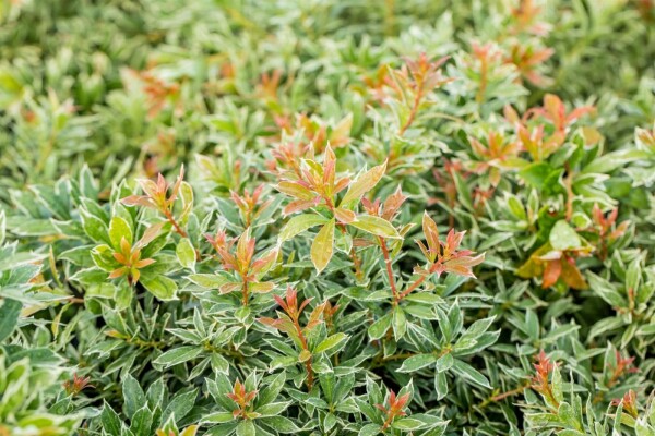 Pieris japonica 'Little Heath' buske