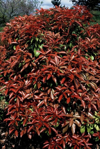 Pieris japonica 'Mountain Fire' C2 30-35