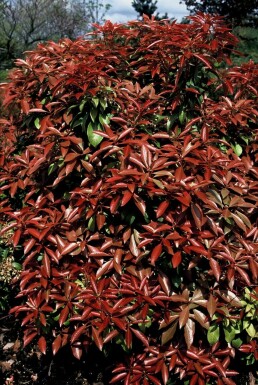 Pieris japonica 'Mountain Fire' Japansk buskrosling i kruka Pieris japonica 'Mountain Fire' buske