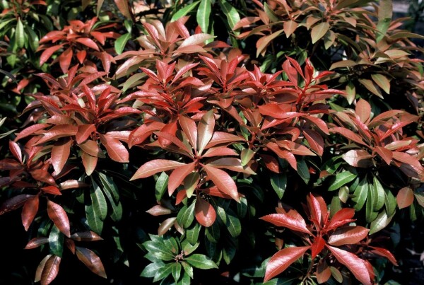 Pieris japonica 'Mountain Fire' buske
