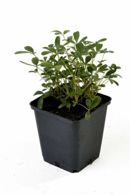 Potentilla tridentata 'Nuuk' Tretandsfingerört i kruka Potentilla tridentata 'Nuuk'