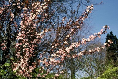 Prunus cerasifera 'Nigra' C20 125-150